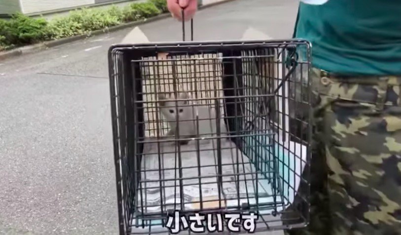 子猫捕獲