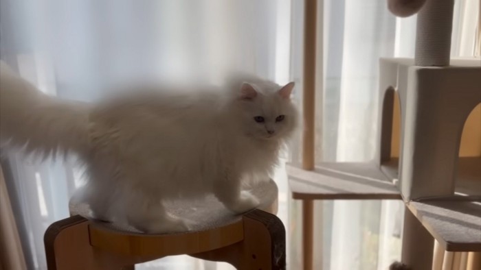 不満げな猫