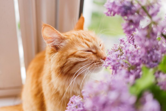 花の匂いを嗅ぐ猫