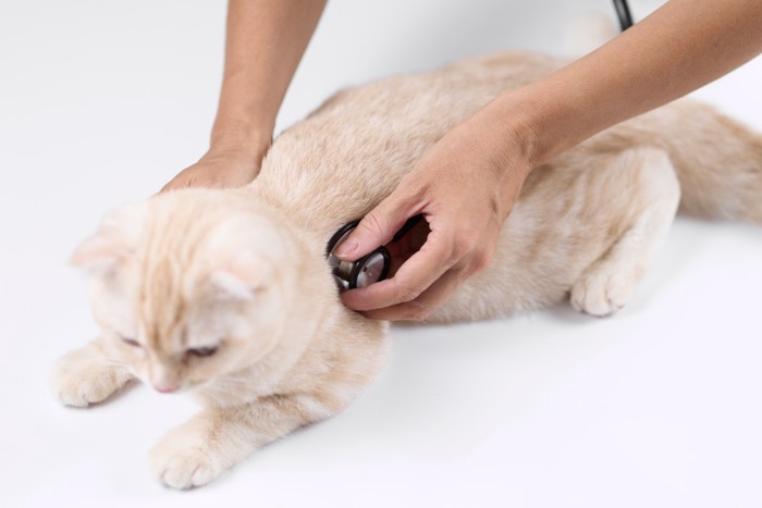 聴診器を当てられる猫