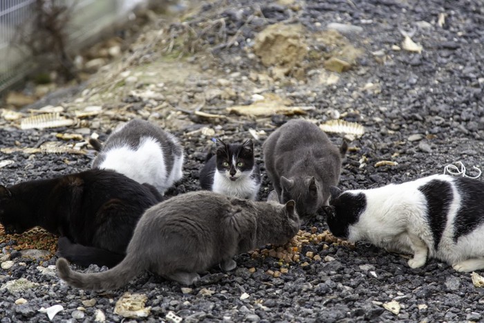 黒猫の群れ