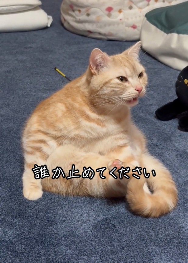 顔をしかめるゴロちゃん