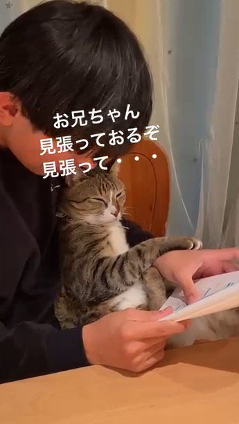 目がだんだん閉じていく猫