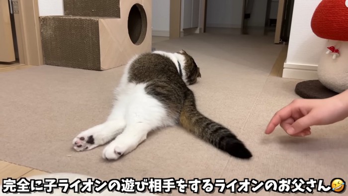 横になっている猫のお尻