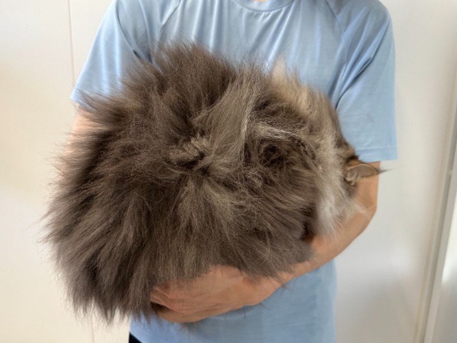 毛玉のような猫