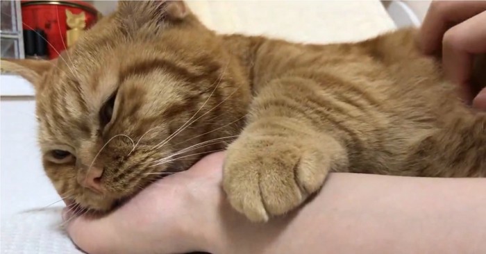 お腹を撫でられる猫
