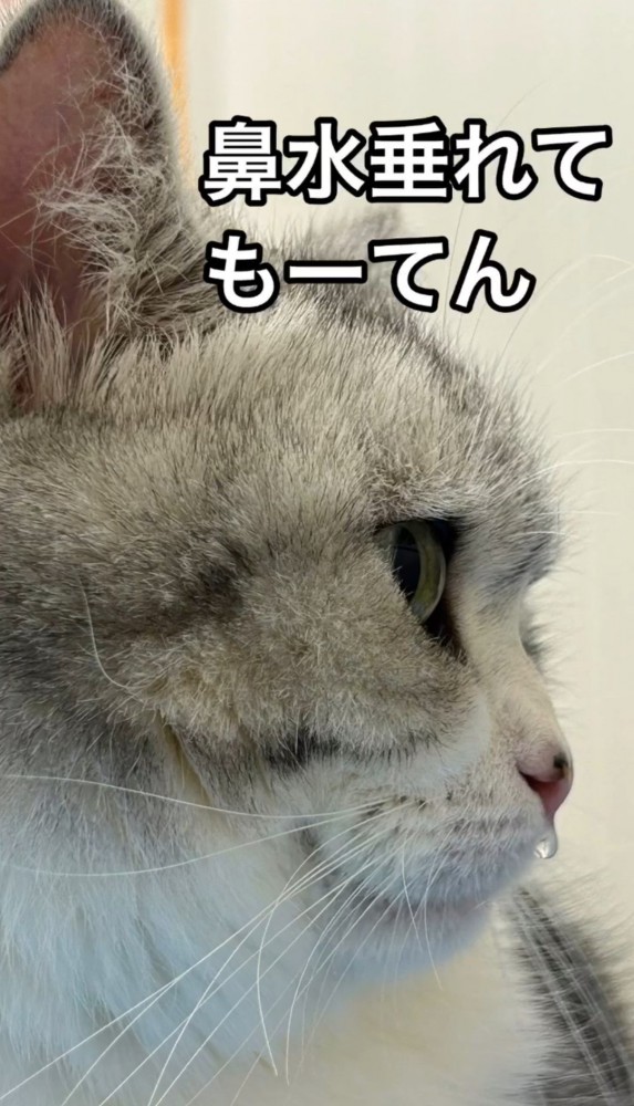 猫の横顔1