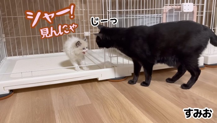 シャー