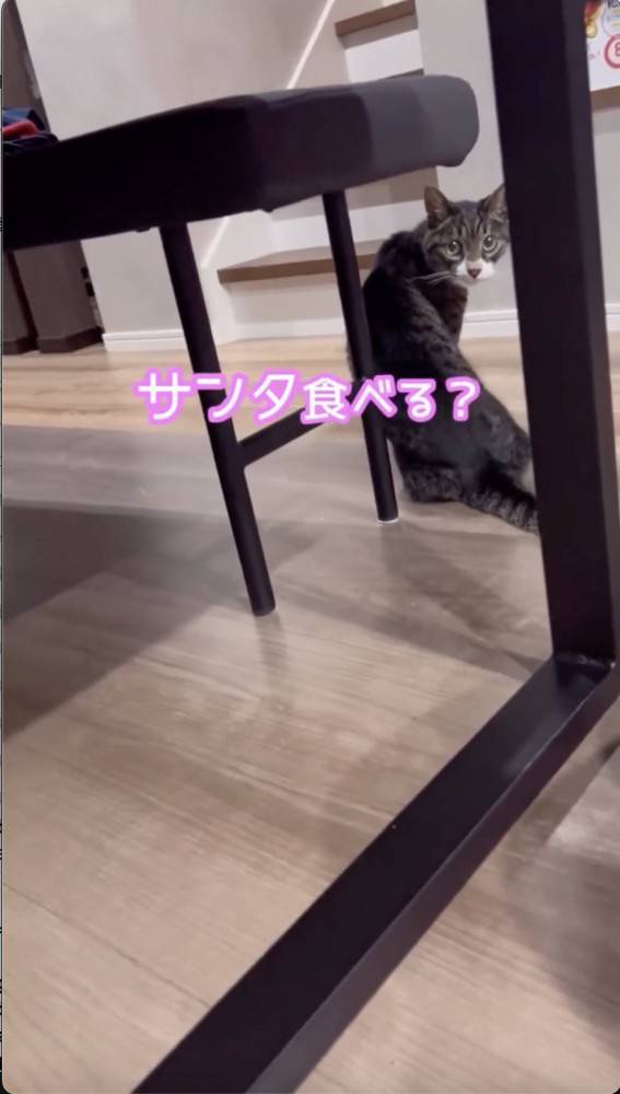 猫に声をかける末っ子ちゃん