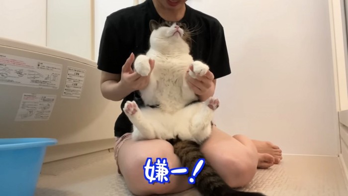 抱っこされる猫