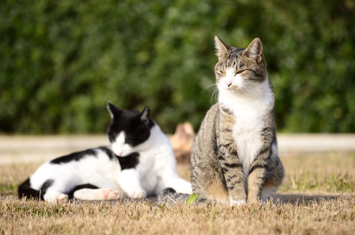 外にいる去勢済みの猫