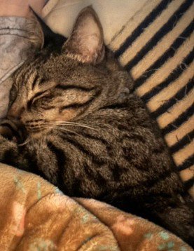 眠る猫の横顔