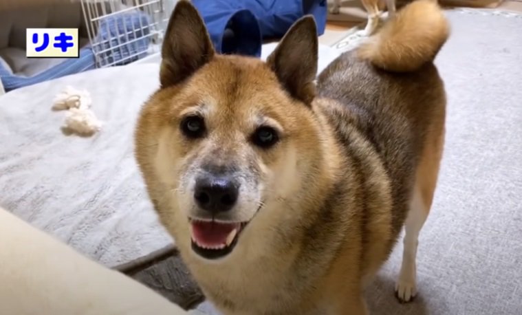 カメラを見つめる柴犬