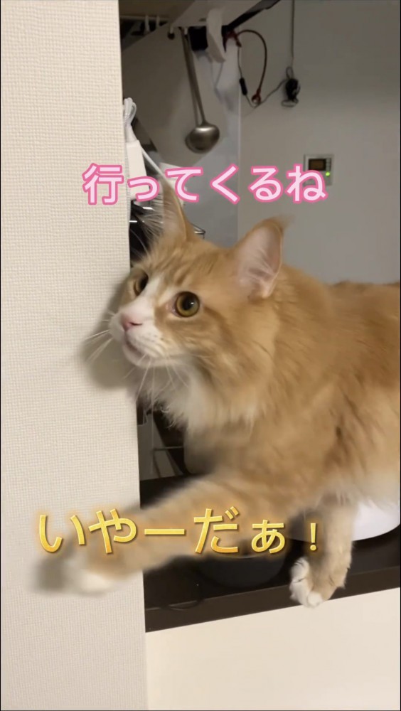 手を伸ばす猫