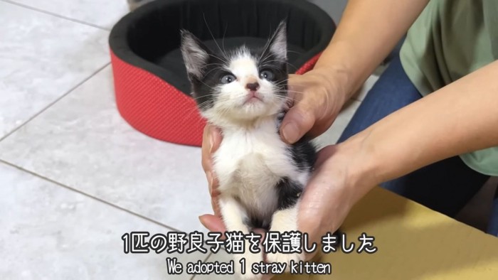テロップ「1匹の野良子猫を~」