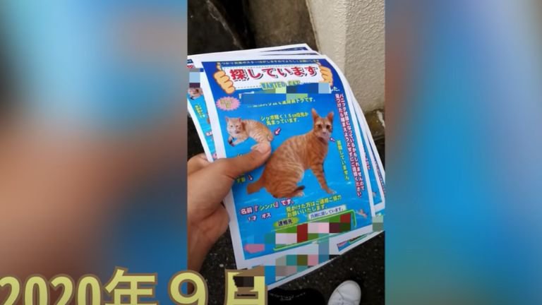 脱走猫のポスター