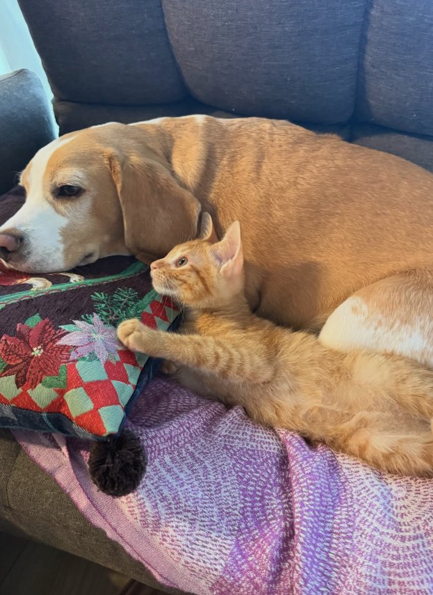 ソファで横になるビーグルと子猫
