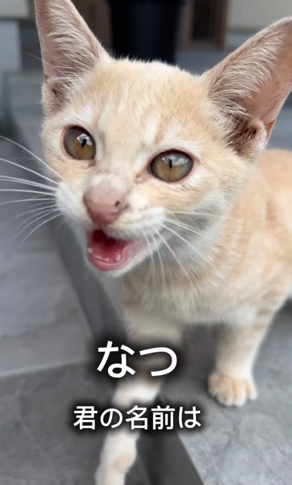 返事をする子猫