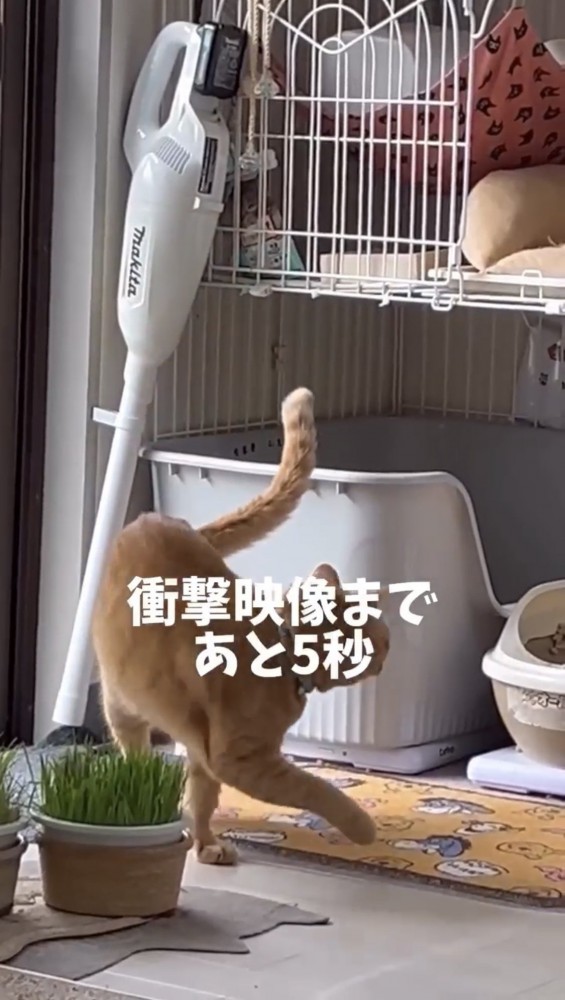 トイレの周りを歩く猫