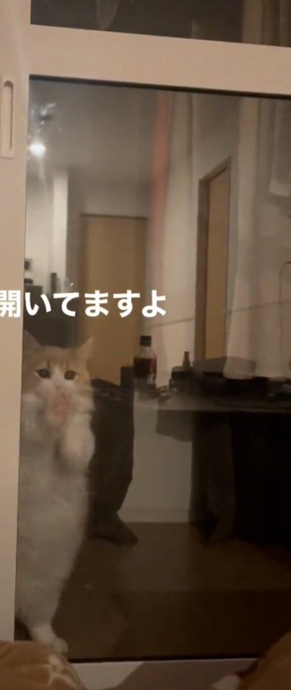 扉を擦る猫