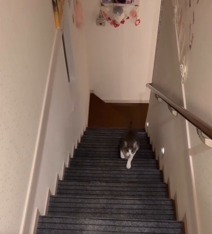 階段をのぼってくる猫2