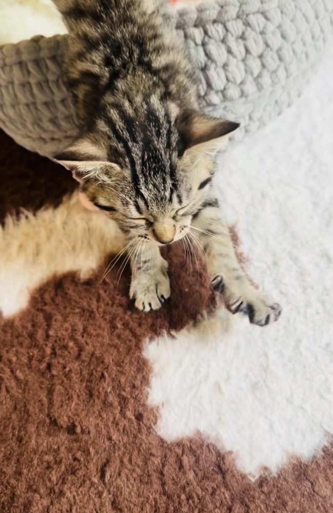 猫用ベッドを出ながら伸びをする子猫