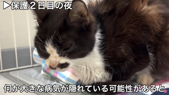 目を開けておくのも辛そうな猫