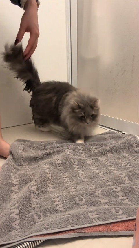 タオルに乗る猫