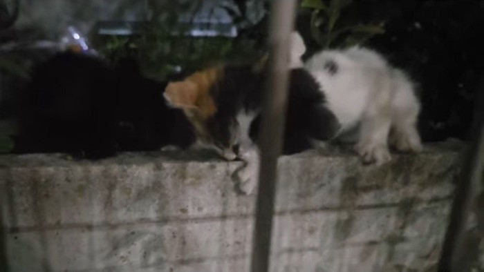 ごはんに集まる子猫たち