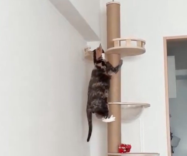 てっぺんを覗く猫