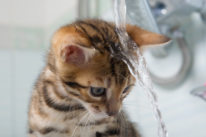 水をかぶる子猫