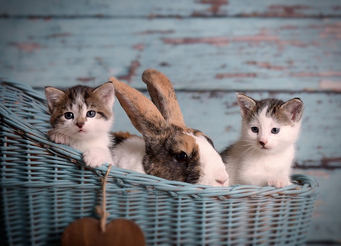 ウサギと仲良しな猫