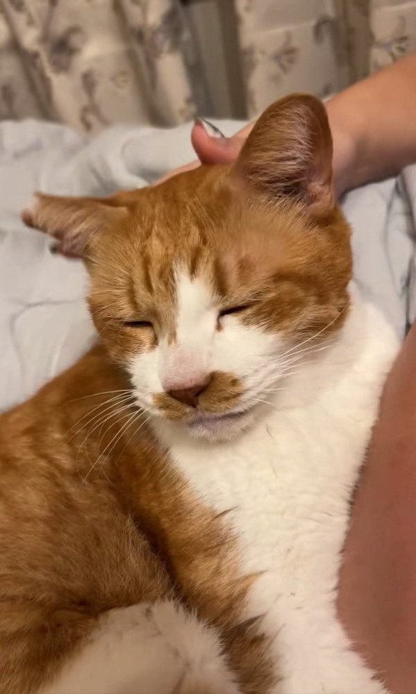 撫でられる猫