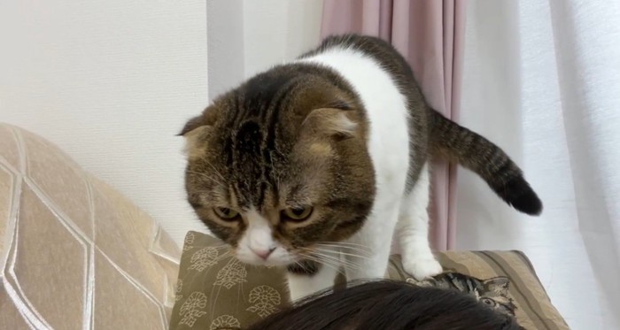 人の頭の上にいる猫