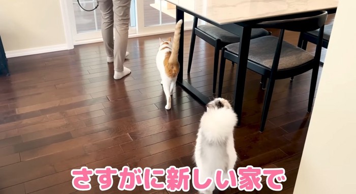 歩いている猫