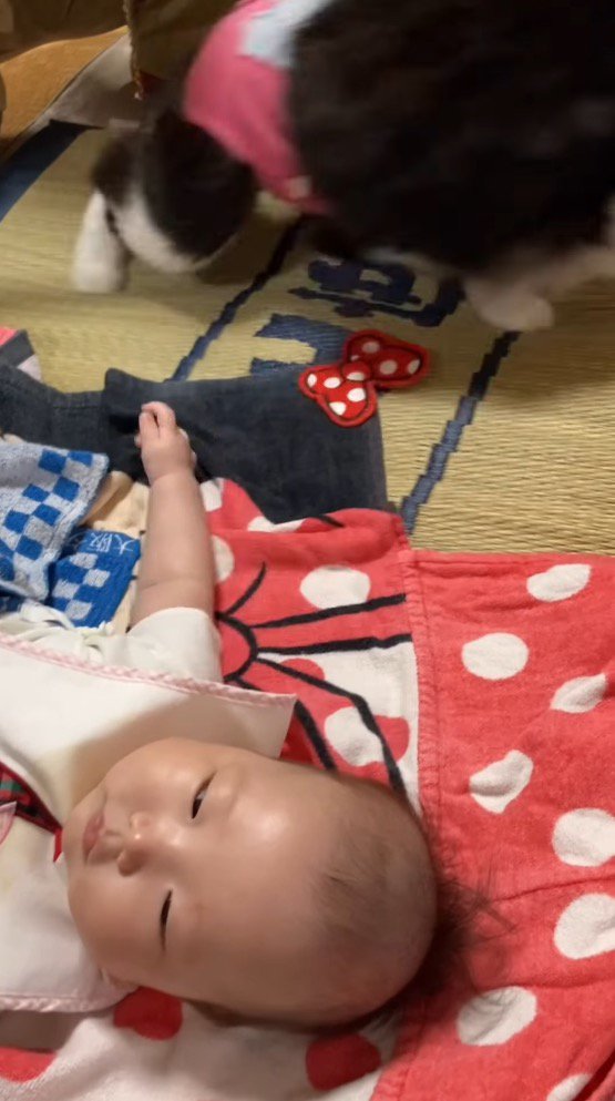 その場を立ち去る猫