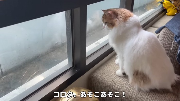 窓の外を見る猫