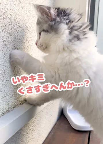 虫を触る猫