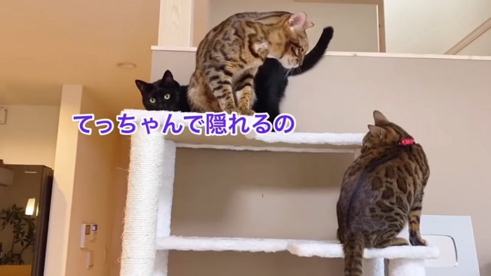 上の段にいる2匹の猫