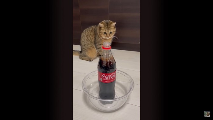 不安げな猫