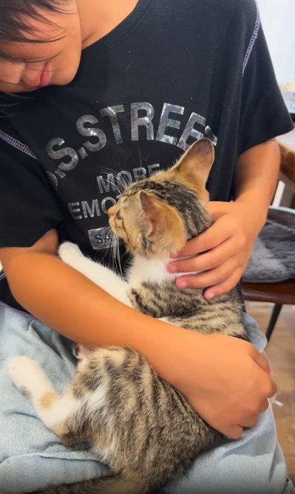 膝の上に寝る子猫