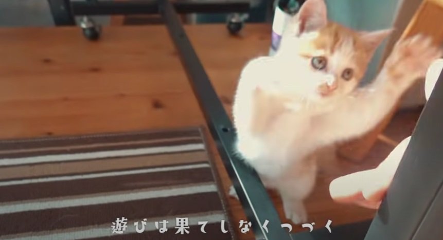 飼い主さんと遊ぶ子猫