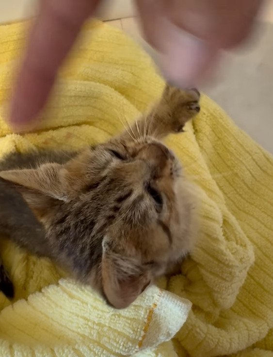 指にじゃれつく子猫