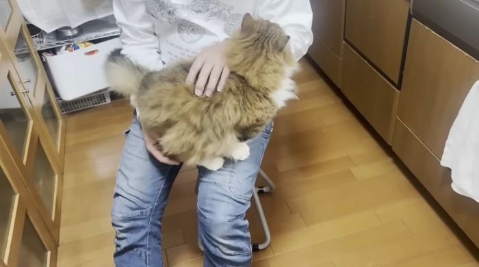 膝で嬉しそうな猫