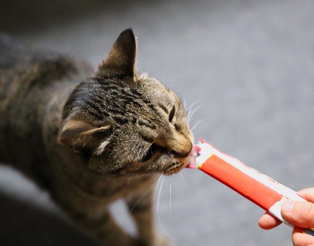 おやつをもらうキジトラ猫