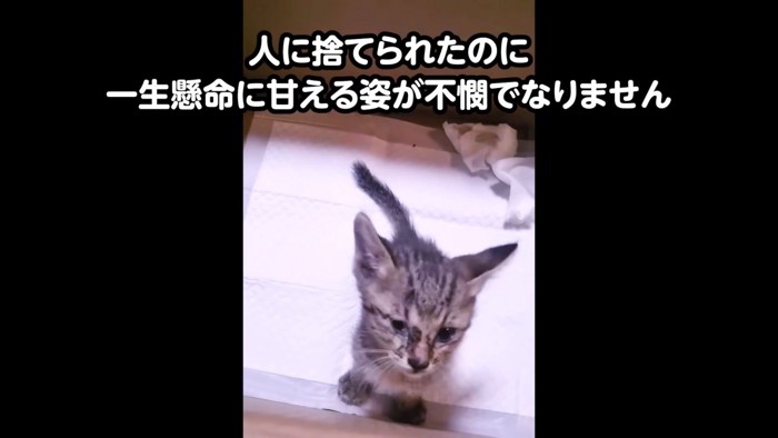 目の周りが汚れている子猫