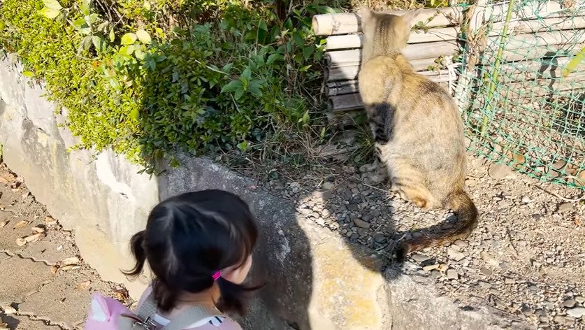 前を見つめる子猫