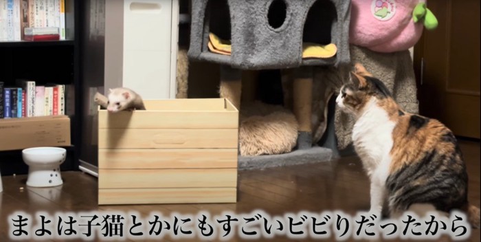 箱に入るフェレットを見る三毛猫