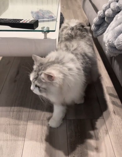 立ち止まる猫
