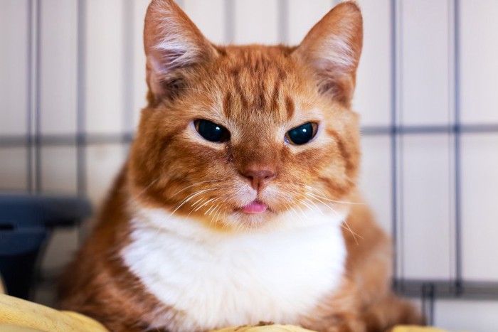 ケージで過ごす茶白猫